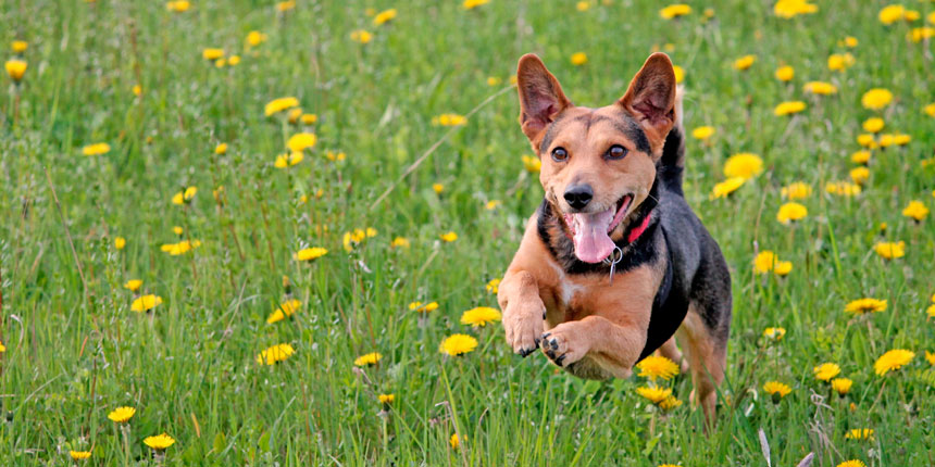 Ruppiner Land in Brandenburg - Wanderurlaub mit Hund Ruppiner-Land-Rundwanderweg